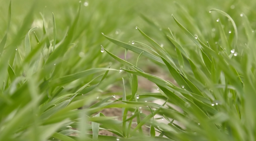 新疆喀什地区禁止冬灌? 新疆喀什地区禁止冬灌?