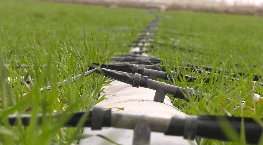 新疆喀什地区禁止冬灌? 新疆喀什地区禁止冬灌?